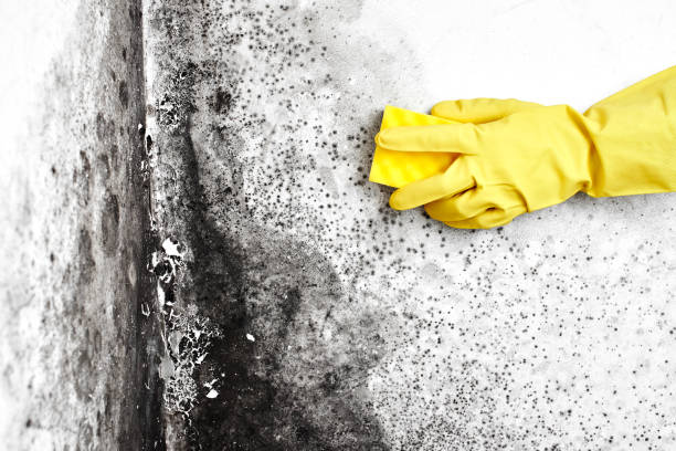 Best Crawl Space Mold Remediation  in Elk Creek, KY